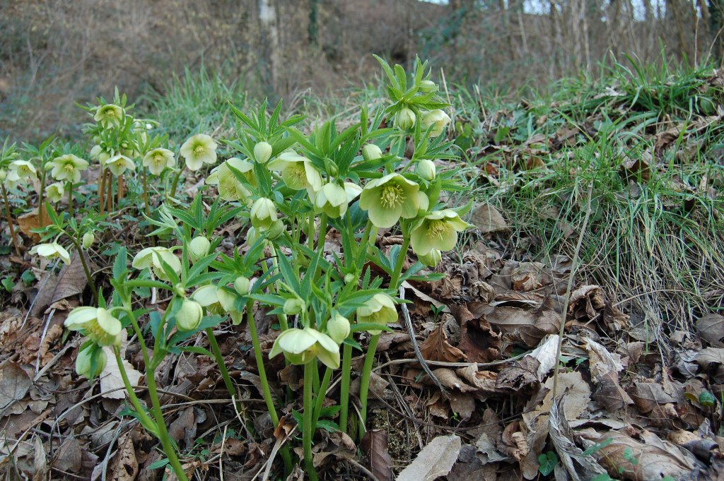 Helleborus foetidus / Elleboro puzzolente